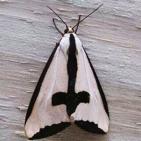 Goth Moth, Upside Down Cross, Cute Moth, Sunset Moth, Cool Bugs, Rare Species, Beautiful Bugs, Creepy Crawlies, Arthropods