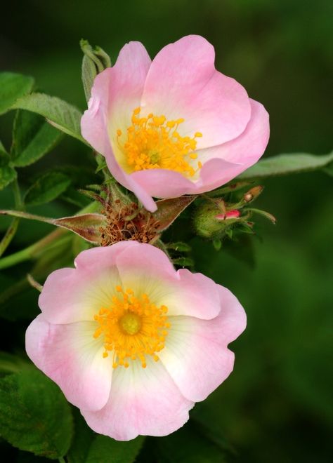 Dog Rose, Colorful Roses, Pink Dog, Wild Rose, Wild Roses, Types Of Flowers, Beautiful Blooms, Flowers Nature, Flower Photos