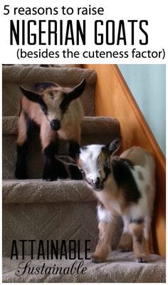 Dairy Quotes, Nigerian Goats, Goat Breeds, Pygmy Goats, Mini Goats, Raising Farm Animals, Goat Care, Goats And Sheep, Pygmy Goat