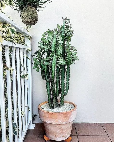 25 Best Indoor Cactus Plants for Home | Balcony Garden Web Tall House Plants, Indoor Cactus Plants, African Milk Tree, Cactus House Plants, Indoor Cactus, Types Of Succulents, House Plants Decor, Cactus Garden, House Plants Indoor