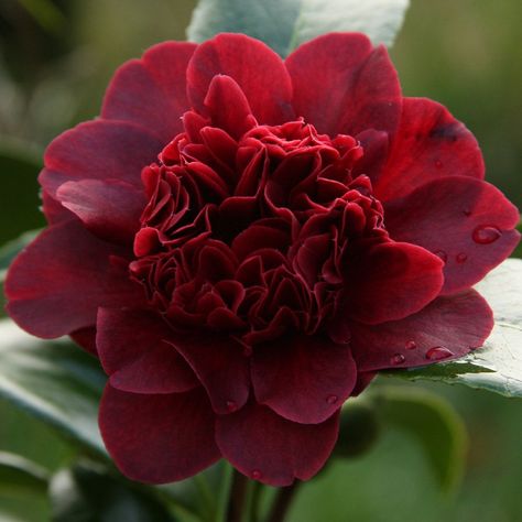 Camellia japonica 'Takanini' Red Camelia, Camelia Japonica, Camelia Flower, Camellia Japonica, Flower Colors, Bloom Blossom, Flowers Petals, Flower Background Wallpaper, Perennial Garden