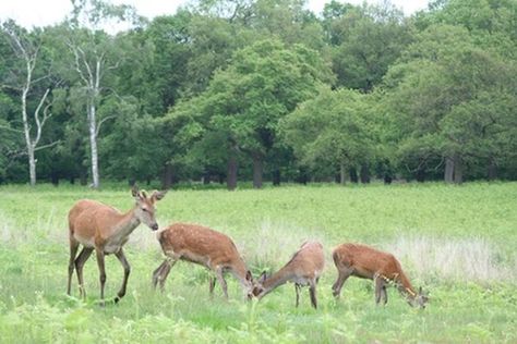 How to Feed Wild Deer Inexpensively | eHow Canned Venison, Cooking Venison Steaks, Deer Habitat, Deer Feed, Food Plots For Deer, Deer Stand Plans, Deer Food, Deer Feeders, Appetizers Healthy