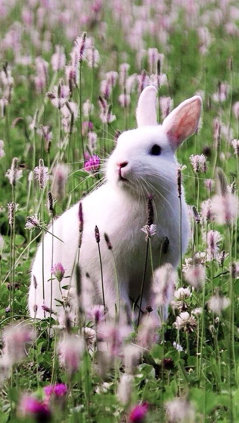 White Bunny Rabbit sitting in a field of flowers Bunny Cottage, Domestic Animals, Animal References, Beltane, Animal Pics, Hamsters, White Rabbit, Sweet Animals, Animal Photo