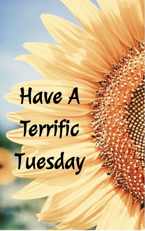 Terrific Tuesday Quotes, Have A Terrific Tuesday, Terrific Tuesday, Happy Tuesday Everyone, Tuesday Quotes, 1k Followers, Happy Tuesday, Morning Quotes, Good Morning Quotes