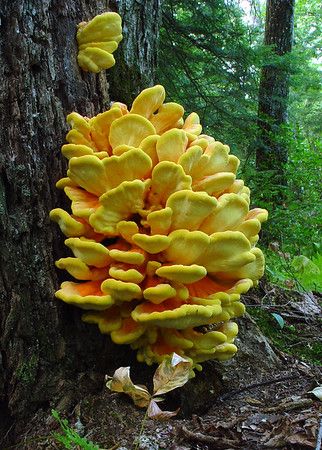 Hen Of The Woods, Mushrooms Growing, Chicken Of The Woods, Lichen Moss, Mushroom Pictures, Chicken Mushroom, Plant Fungus, Edible Mushrooms, Mushroom Hunting