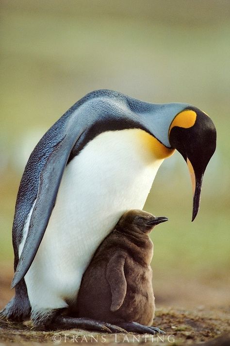 Frans Lanting, Penguin Pictures, King Penguin, Penguin Love, Mother Love, Baby Penguins, Types Of Animals, Cute Penguins, On The Ground