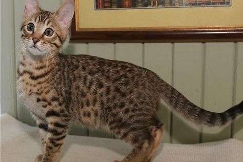 Ten of the Worlds Rarest Species of Cat and Where to Find Them Black Footed Cat, Korat Cat, African Cats, Cat Walking, Bobtail Cat, Beautiful Cats Pictures, Cat Species, Rare Cats, Rare Species