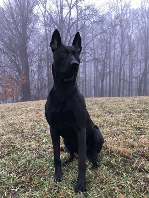 Luka, Belgian Malinois in the early morning fog Belgian Malinois Aesthetic Wallpaper, German Malinois, Black Belgian Malinois, Silver Belgian Malinois, Belgian Malinois Jet Black, Belgian Malinois Guard Dog, Belgian Malinois Working, Belgian Malinois Puppies, Malinois Puppies