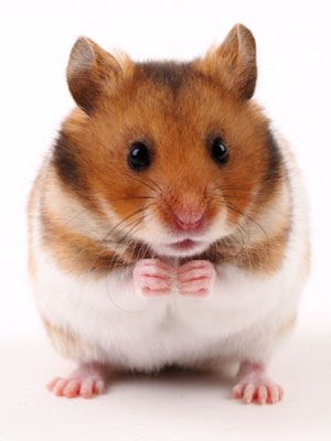 Q: My son wants a pair of hamsters. Is it okay to house them in the same cage? Bear Hamster, Hamster Care, Funny Hamsters, Syrian Hamster, Cute Rats, Concept Illustration, Cute Hamsters, Silly Dogs, Theme Halloween