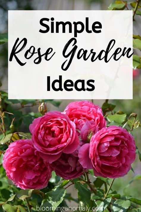 Small Rose Garden Ideas, Rose Garden Ideas, Rose Hedge, Cottage Garden Roses, Rose Garden Landscape, Landscaping With Roses, Bush Garden, Rose Garden Design, Flower Farming