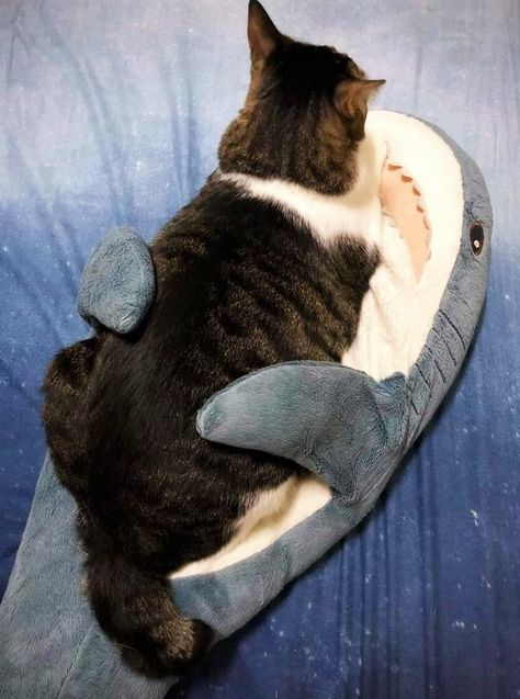 Shark Cat, Great White Shark, Great White, A Cat, Bed, White