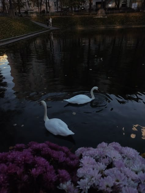 Swans on the lake Swan Art Painting, Swan Lake Wedding Theme, Swan Wedding Theme, Aurelia Aesthetic, Swan Lake Wedding, What Is Heaven, Swan Pictures, Swan Wedding, Dark Swan