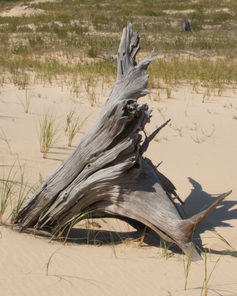 Driftwood On Beach, Driftwood Photography, Drift Wood, Organic Lifestyle, Driftwood Beach, Nature Sketch, Beach Wood, Driftwood Sculpture, Image Nature