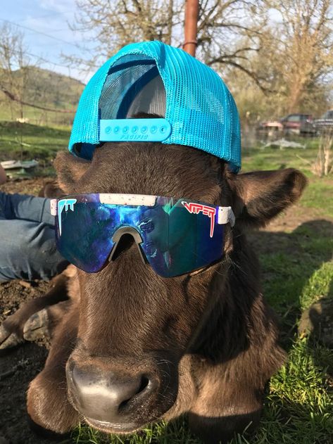 Cow With Pit Vipers, Cows Cute, Animal Sunglasses, Pit Vipers, Cow Stuff, Pet Cows, Baby Farm Animals, Pit Viper