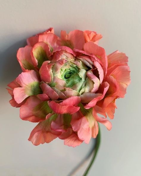 Fleur Aesthetic, Flower Therapy, Floral Photography, Photography Beautiful, Ranunculus, Flowers Nature, Flower Photos, Amazing Flowers, Love Flowers