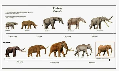 Elephant evolution Animal Evolution, Evolutionary Biology, Fossil Hunting, Rocks And Fossils, Prehistoric World, Biology Notes, Wooly Mammoth, They Left, Paleo Art