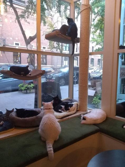 A Day at Brooklyn Cat Cafe Cat Cafe Layout, Animal Restaurant Ideas, Cat Cafe Design, Cat Cafe Interior Design, Cat Cafe Ideas, Cat Cafe Interior, Cat Cafe Aesthetic, Cat Cafe Japan, Cat Coffee Shop