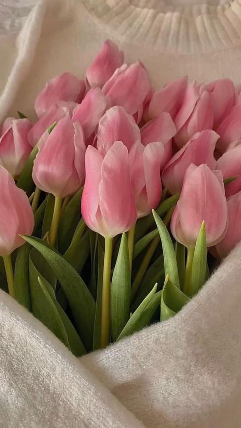 Tulipanes Aesthetic, Tulips Flowers Aesthetic, Tulip Aesthetic, Iphone Wallpaper Backgrounds, Tulip Wallpaper, Tulips Aesthetic, The Best Wallpapers, Wallpaper Colorful, Flowers Tulips