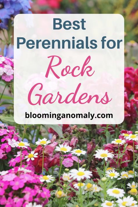 Best Perennials for Rock Gardens Rock Moss Garden, Flowers That Grow In Rocks, Flower Rock Garden, Flowers For Rock Garden, Rock Garden Plants Perennials, Rock And Flower Garden Ideas, Rock Gardens With Plants, Plants For Rock Garden, Perennial Succulents