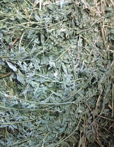 Azle Alfalfa/Premium Hay for Sale/Alfalfa, Coastal, Timothy, Orchard Reining Horses, Grasses, How To Dry Basil, Mother Nature, Arizona, Herbs, Horses, For Sale, Green