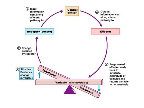 The biological definition of homeostasis is “the tendency of an organism or cell to regulate its internal environment and maintain equilibrium, usually by a system of feedback controls, so as to stabilize health and functioning”. Generally, the body is in homeostasis when it’s needs are met and it’s functioning properly. Biology Revision, Human Physiology, Nursing School Essential, Acid Base Balance, Basic Anatomy And Physiology, Medical School Essentials, Human Anatomy And Physiology, Anatomy Physiology, Nursing Notes