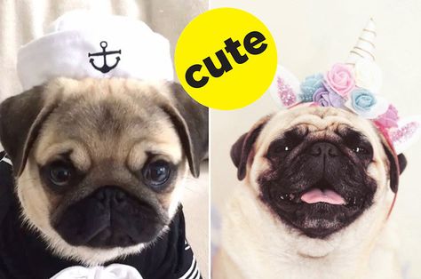 30 Pugs In Halloween Costumes -- You're Welcome Pug Costume Halloween, Pug Halloween Costumes, Pug Costume, Mini French Bulldogs, Pugs In Costume, Pet Pug, Diy Dog Costumes, Dog Socks, Puppy Gifts