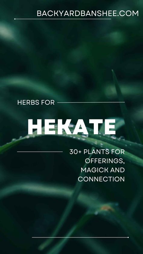 Herbs are often used in magickal workings, so having the right plants for Hecate can be beneficial in spiritually connecting with her. Learn more at backyardbanshee.com Herbs Associated With Hecate, Hekate Herbs, Hecate Flowers, Hecate Herbs, Offerings To Hecate, Working With Hecate, Rolled Candles, Hecate Goddess, Goddess Magick