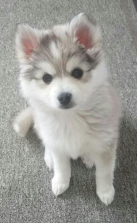 So Cute, Carpet, White