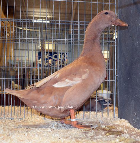 Duck Breeds For Eggs, Types Of Duck Breeds, Duck Sanctuary, Widgeon Duck Mount, Dual Purpose Duck Breeds, Clay Turtle, Buff Orpington, Raising Ducks, Hobby Farms