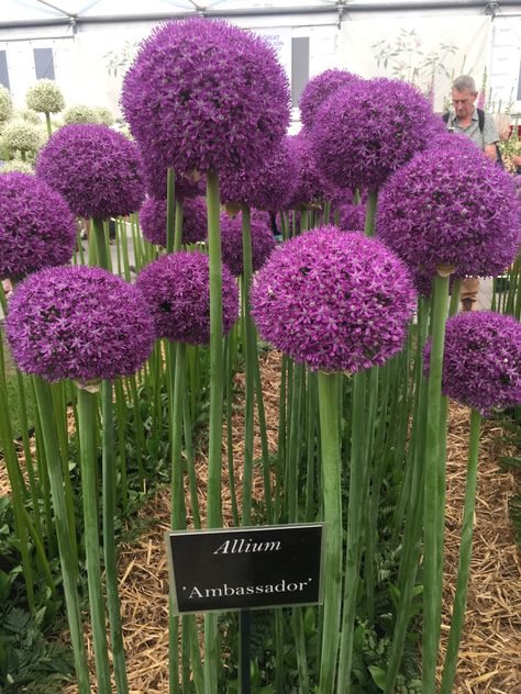 Striking alliums from the Chelsea Flower Show 2019 JT Dream Backyard Garden, Outside Plants, Front Garden Landscape, Modern Backyard Landscaping, Tiered Garden, Back Garden Design, Front Yard Garden Design, Have Inspiration, Chelsea Flower