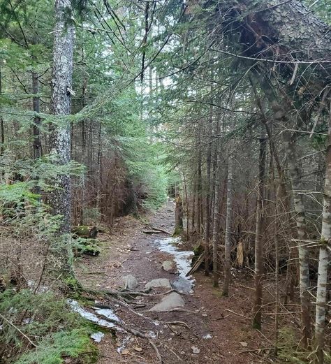 There are plenty of smoother areas and only minimal elevation gain. And once you arrive you'll be glad you made your way through this piece of Maine forest. Minimal Elevation, Maine Forest, Maine Hiking, Family Cabin, Maine Travel, Appalachian Trail, A Rock, Pretty Cool, Natural Wonders