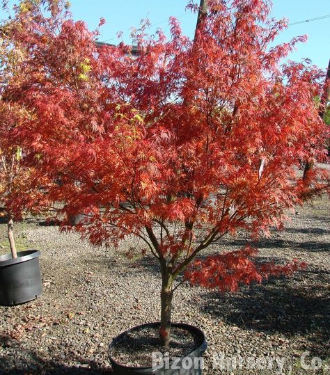 Acer palmatum 'Seiryu' (Lace-leaf Japanese Maple, Laceleaf Japanese Maple, Seiryu Japanese Maple) | North Carolina Extension Gardener Plant Toolbox Short Trees, Walkway Landscaping, Soil Texture, Japanese Maples, Asian Garden, Insect Pest, Simple Leaf, Plant Problems, Acer Palmatum