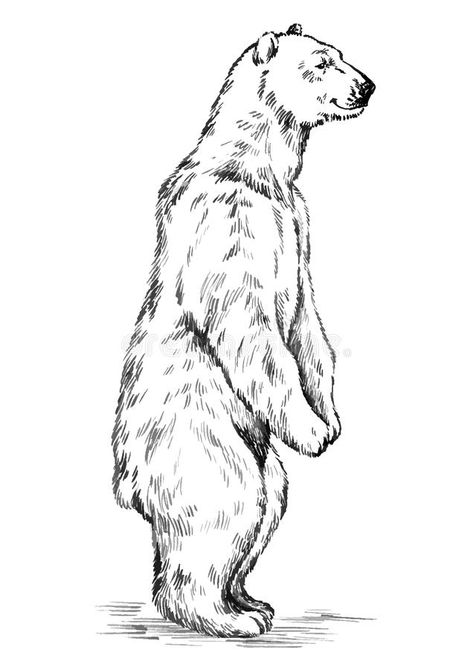 . Grizzly Bear Drawing, Polar Bear Tattoo, Squirrel Illustration, Bear Drawing, Bear Tattoo, Bear Pictures, Bear Paws, Grizzly Bear, Wildlife Art