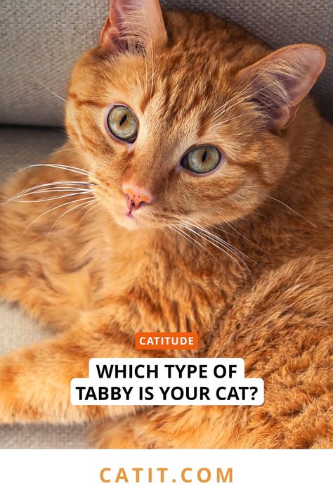 Tabby cats can be found all over the world, but that doesn’t mean that all these striped felines have a similar pattern. Read on to find out which type of tabby your cat is! Tabby Cat Colors, Tabby Cat Pictures, Fluffy Cat Breeds, Ginger Tabby Cat, Cat Magazine, Cat Food Brands, Cat Diet, Tabby Cats, Dog Food Brands