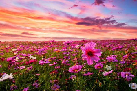 Beautiful and amazing of cosmos flower field landscape in sunset. nature wallpaper background. | Premium Photo Pink Flowers Background, Small Yellow Flowers, Field Wallpaper, Blue Sky Background, Flower Landscape, Sunset Nature, Sunset Canvas, Pink Sunset, Nature Backgrounds