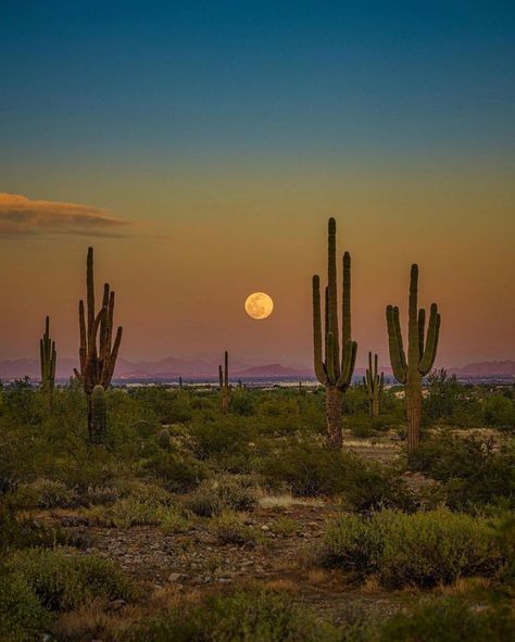 Arizona Aesthetic, Foto Cowgirl, Desert Aesthetic, Shoot The Moon, Desert Life, Desert Vibes, Desert Art, Desert Painting, Pretty Landscapes