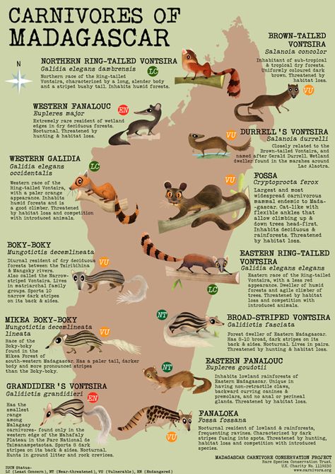 Carnivores of Madagascar Map Of Madagascar, Travel Volunteer, Madagascar Animals, Madagascar Country, Animal Infographic, Madagascar Travel, Animals Information, Asia Map, Rare Species