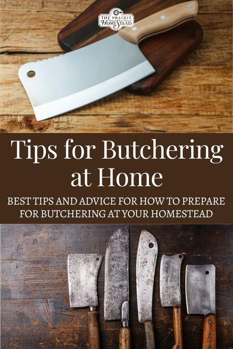 Best Tips for Butchering at Home: how to prepare for butchering your own livestock on your homestead. Meat Processing Room Ideas, How To Butcher A Deer, How To Butcher A Cow, Butchering Deer At Home, Livestock Judging Tips, Raising A Cow For Meat, Meat Preservation, Fermenting Pig Feed, Homestead Hacks