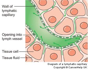 The moment the fluid enters the lymph capillary, a flap valve prevents it from returning to interstitial space. Lymph capillaries join to form larger lymph vessels that look like veins but have thinner, more transparent walls. Like veins, they have valves to prevent back flow. Doctor Quotes Medical, Lymph Vessels, Ayurvedic Massage, Lymph Massage, Lymph System, Lymph Drainage, Cerebrospinal Fluid, Science Anchor Charts, Lymph Nodes