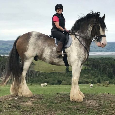 Big Horse Breeds, Pony Dressage, Shire Horse, Cute Horse Pictures, Horse Anatomy, Clydesdale Horses, Big Horses, Horse Aesthetic, Most Beautiful Horses