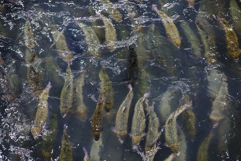 Oceans away: Is raising salmon on land the next big thing in farming fish? | Science | AAAS Farming Fish, Fish Science, Coho Salmon, Salmon Farming, Fish Farm, Salmon Eggs, Atlantic Salmon, Wild Salmon, Fish House