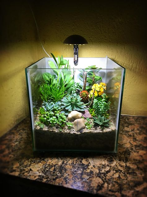 Floral Terrarium, Succulents Terrarium, Aquarium Garden, Cactus Terrarium, Diy Succulent Terrarium, Fish Tank Terrarium, Diy Fish Tank, Inside Garden, Aquarium Terrarium