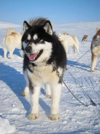 Canadian Eskimo Dog | NatureRules1 Wiki | Fandom Canadian Dog, Top 10 Facts, Greenland Dog, Sled Dogs, Every Dog Breed, Disabled Dog, Sled Dog, Working Dog, Dog Top