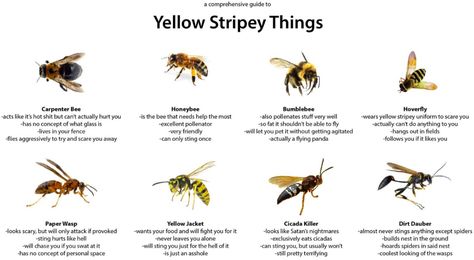 Bumblebee, honey bee, yellow jacket, paper wasp...what's the difference? I don't know if this comprehensive guide to Yellow Stri Different Types Of Bees, Hoverfly, Types Of Bees, Bug Off, Carpenter Bee, Bees And Wasps, Smile And Wave, Enjoy The Sunshine, Arthropods