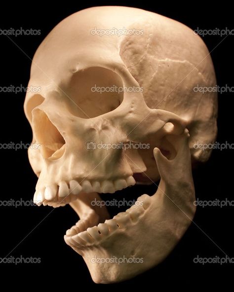 Open jaw - 3/4 view. Skull Anatomy, Skull Reference, Life Drawing Reference, Human Bones, Skulls Drawing, Dark Images, Skeleton Bones, Anatomy For Artists, Moon Photography