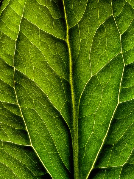 Skunk Cabbage, Plant Texture, Macro Photographers, Leaf Photography, Texture Inspiration, Leaf Texture, High Art, Patterns In Nature, Color Textures