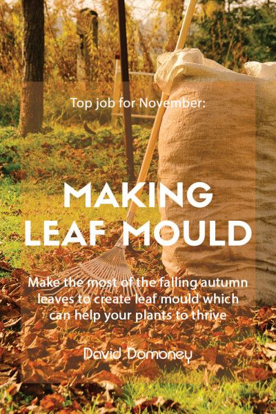 Use the falling autumn leaves to you benefit your garden by creating leaf mould, which can be used as seed compost, mulch or soil conditioner. In autumn, the deciduous trees turns all shades of orange, red and yellow. They look glorious, but it’s only a matter of time before those high winds hit and with it our gardens become inundated with a sea of leaves. Scented Plants, Leaf Mould, Autumn Fragrance, Falling Autumn Leaves, Compost Mulch, Planting Tips, Soil Conditioner, Fall Fragrance, Gardening Advice