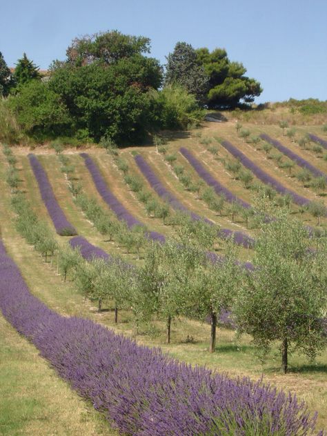 Lavanda & olives trees Olive Trees And Lavender, Lavender And Olive Trees, Tree Garden Ideas, Olive Tree Garden, Olive Tree Care, Olive Trees Garden, Olive Farm, Growing Olive Trees, River Rock Garden