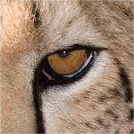 Cheetah Eyes, Cheetah Aesthetic, Barbara Minerva, Animal Eyes, Silly Cats Pictures, Pretty Animals, My Pet, Cheetahs, Leopards