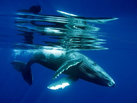 bucket list - swim with humpback whales and hear them sing  #animals #wildlife Ocean Wonders, Whale Song, Sea Mammal, Most Beautiful Animals, Aquatic Animals, Marine Mammals, Humpback Whale, Animal Facts, Blue Whale